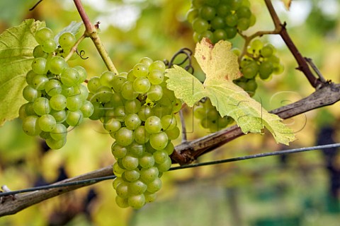 Chardonnay grapes in Higher Plot Vineyard of Smith and Evans Langport Somerset England