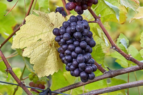 Pinot Meunier grapes in Higher Plot Vineyard of Smith and Evans Langport Somerset England