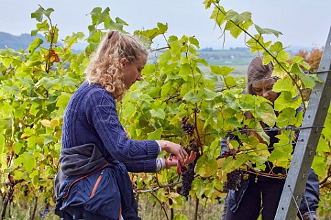 Picking Pinot Noir grapes in Higher Plot Vineyard of Smith and Evans Langport Somerset England