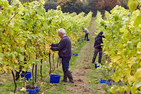 Picking Pinot Noir grapes in Higher Plot Vineyard of Smith and Evans Langport Somerset England