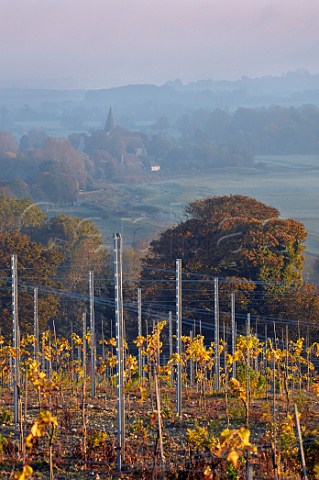 Young vineyard of Rathfinny Wine Estate above the Cuckmere Valley with St Andrews Church beyond Alfriston Sussex England