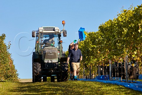 Putting out harvest crates in vineyard of Rathfinny Wine Estate Alfriston Sussex England