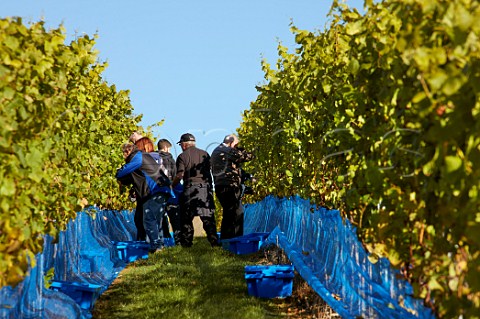 Picking Pinot Gris grapes in vineyard of Rathfinny Wine Estate  Alfriston Sussex England