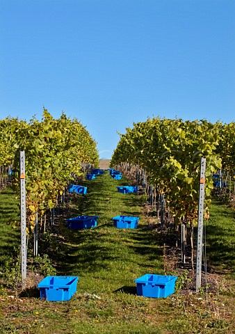 Crates ready for the harvest in Pinot Gris vineyard of Rathfinny Wine Estate  Alfriston Sussex England