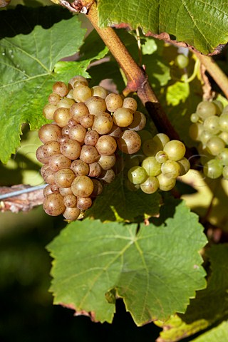 Pinot Gris grapes in vineyard of Rathfinny Wine Estate  Alfriston Sussex England