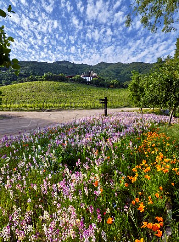 Spring flowers below Petit Verdot vineyard and Clos Apalta winery of Lapostolle Apalta Colchagua Valley Chile