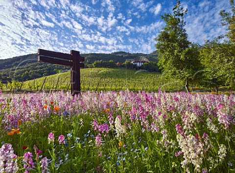 Spring flowers below Petit Verdot vineyard and Clos Apalta winery of Lapostolle Apalta Colchagua Valley Chile