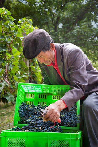 Worker sorting Cabernet Sauvignon grapes for ShangriLa Winery in Gushui Village vineyard above the Lantsang River Near Deqen Deqin County Yunan Province China