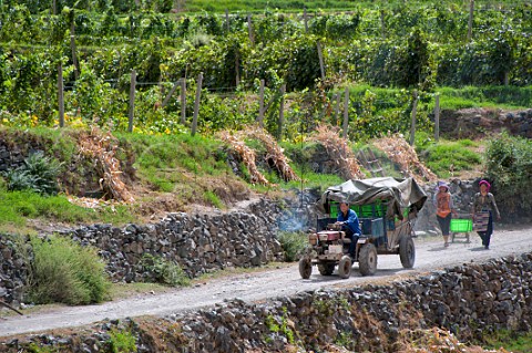 Tractor with crates of Cabernet Sauvignon grapes harvested for ShangriLa Winery Gushui vineyard above the Lantsang River near Deqen Yunan Province China