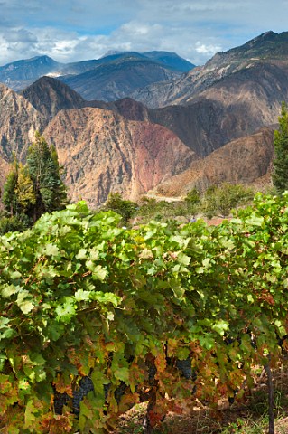 Cabernet Sauvignon vineyard of ShangriLa Winery above the Lancang River near Yunling  Deqen Conty Yunnan Province China