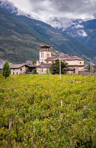 Cabernet Sauvignon vineyard by historic Catholic Church in Cizhong village on the LanCang River Yunnan Province China Asia