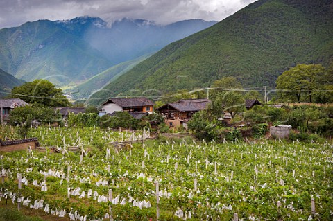 Chardonnay grapes protected with paper bags in vineyard leased by ShangriLa Winery Hada Community Qibie Village Weixi County Yunnan Province China