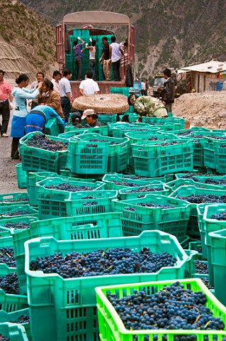 Crates of harvested Cabernet Sauvignon grapes destined for ShangriLa Winery Grown by 37 farming families on the DeWeiXian De Wei Xian road between Cizhong and Yunling Deqen County Deqin Yunnan Province China