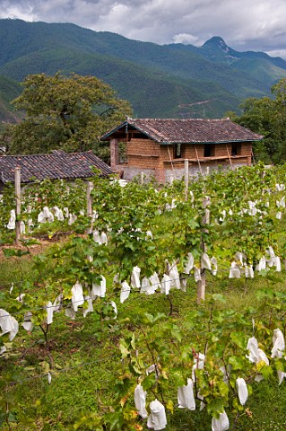 Grapes protected with paper bags in vineyard leased by ShangriLa winery Hada Community Qibie Village Weixi County Yunnan Province China