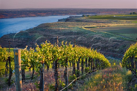 Cabernet Sauvignon and Syrah vines in The Benches Vineyard above the Columbia River Wallula Washington USA Horse Heaven Hills
