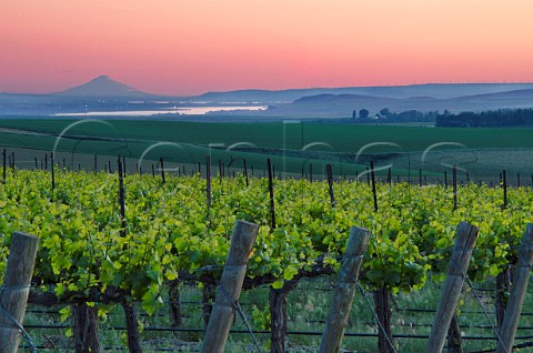 Mount Hood and the Columbia River viewed from The Benches Vineyard Wallula Washington USA Horse Heaven Hills