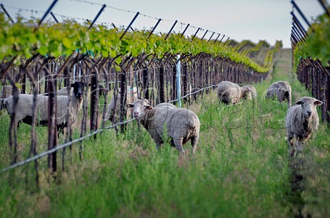 Sheep in a biodynamic section of The Benches Vineyard Wallula Washington USA Horse Heaven Hills