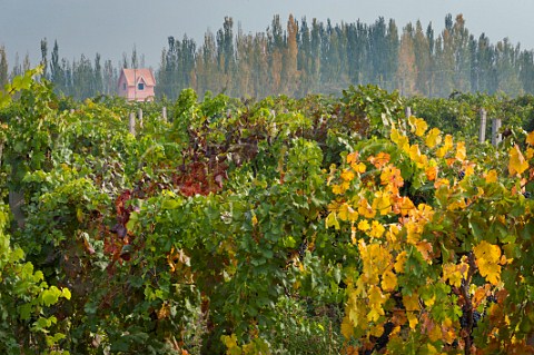 Merlot vines in Base One vineyard of Pernod Ricards Domaine Helan Mountain Ningxia Province China