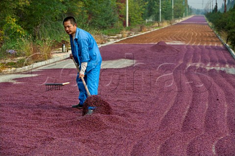 Worker spreading grape seeds out to dry for sale as a cosmetic ingredient and in aromatherapy  Domaine Helan Mountain of Pernod Ricard Ningxia Province China