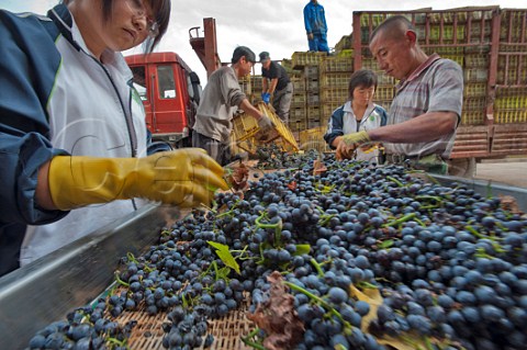 Pinot Noir grapes on the sorting table at Domaine Helan Mountain winery of Pernod Ricard Ningxia Province China