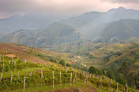 Pinot Noir top left and Cabernet Sauvignon vineyards of Jade Valley Winery established by Qingyun Ma in 2000  Xian Shaanxi Province China