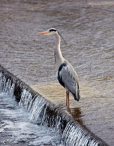 Grey Heron on Molesey Weir River Thames East Molesey Surrey England