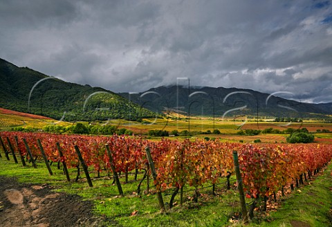 Storm clouds over harvested Carmenre vineyard of Lapostolle Clos Apalta Colchagua Valley Chile