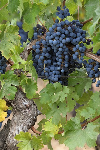 Cabernet Sauvignon grapes on a vine planted in 1920 Lapostolle Clos Apalta vineyard Colchagua Valley Chile