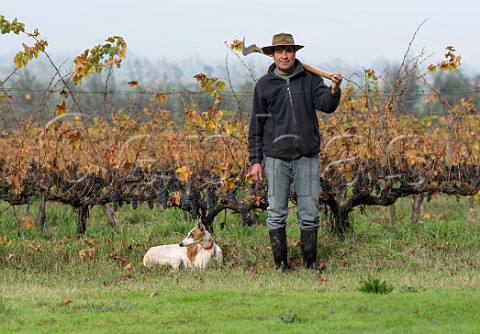Worker and his dog in vineyard of raindamaged grapes which will not be harvested   Maipo Valley Chile