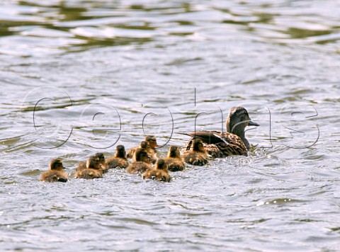 Mallard duck with ten ducklings  River Thames West Molesey Surrey England