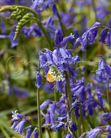 Orange Tip male nectaring on Bluebells Bookham Common Surrey England