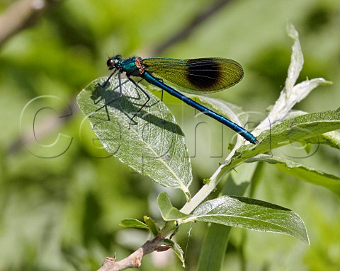 Banded Demoiselle  Hurst Meadows West Molesey Surrey England
