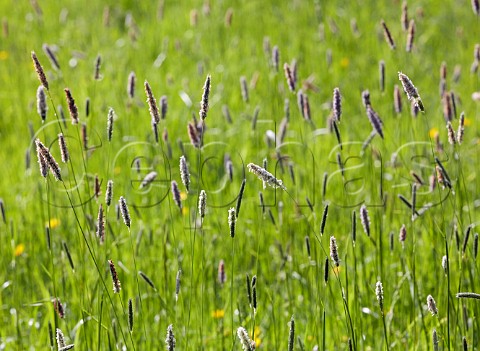Meadow Foxtail grass Hurst Meadows East Molesey Surrey England