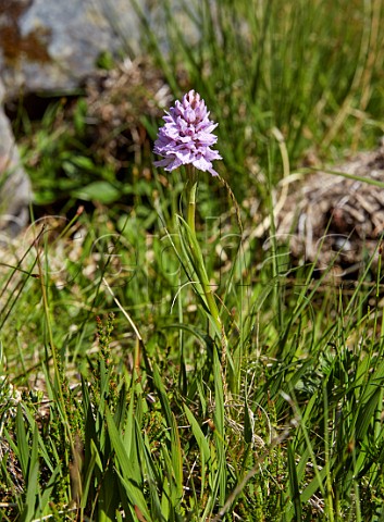 Heath Spottedorchid Glen Etive Argyllshire Scotland