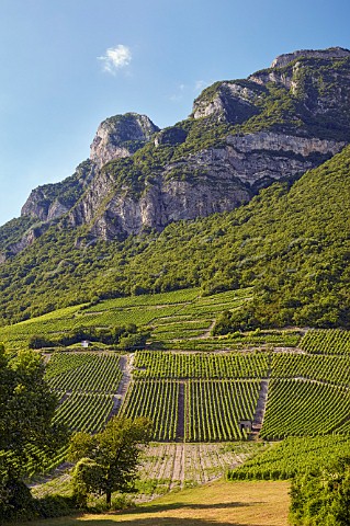Vineyards of Domaine Philippe and Sylvain Ravier at the foot of La Savoyarde mountain Montmlian Savoie France