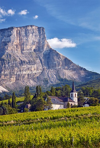 Eglise StPierre and Mont Granier viewed over vineyard of Cellier du Palais at  Apremont Savoie France  Apremont