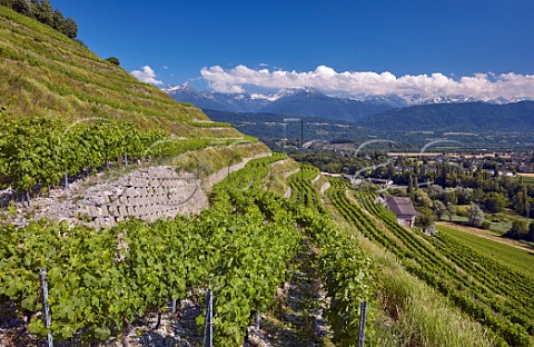 Terraced Bergeron Roussanne vineyard of Domaine Andr et Michel Quenard Chignin Savoie France Coteau de Tormry  Chignin