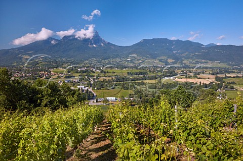 View from vineyards of Chignin in the Combe de Savoie to those of Apremont and Abymes below Mont Granier Savoie France