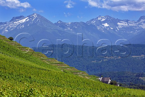 Terraced Bergeron Roussanne vineyards of Domaine Andr et Michel Quenard Chignin Savoie France  Coteau de Tormry  Chignin