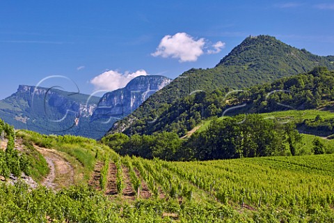 Vineyards at Chignin Savoie France Chignin