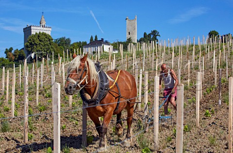 Pierre Gallet and his Comtoise horse ploughing new Bergeron vineyard of Domaine Gilles Berlioz below Chapelle SaintAnthelme Chignin Savoie France Chignin