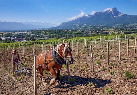 Pierre Gallet and his Comtoise horse ploughing new Bergeron vineyard of Domaine Gilles Berlioz view over to Apremont Abymes and Mont Granier Chignin Savoie France Chignin