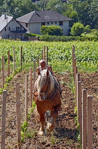 Pierre Gallet and his Comtoise horse ploughing new Bergeron vineyard of Domaine Gilles Berlioz Chignin Savoie France Chignin