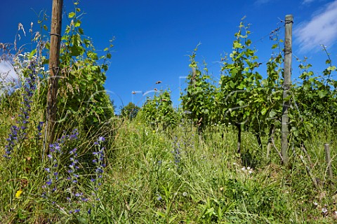 Organic Persan vineyard of Domaine Giachino  Chapareillan Savoie France  Apremont
