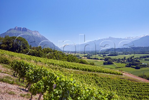 Mondeuse and Persan vineyards of Maison Philippe Grisard above the Isre Valley with Dent dArclusaz and Mont Blanc beyond  Cruet Savoie France