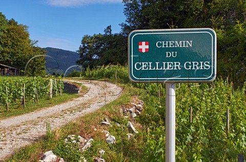 Vineyard road near StAndr Savoie France Apremont