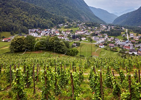 Vineyard of Domaine des Ardoisires above village of Cvins Savoie France IGP Vin des Allobroges