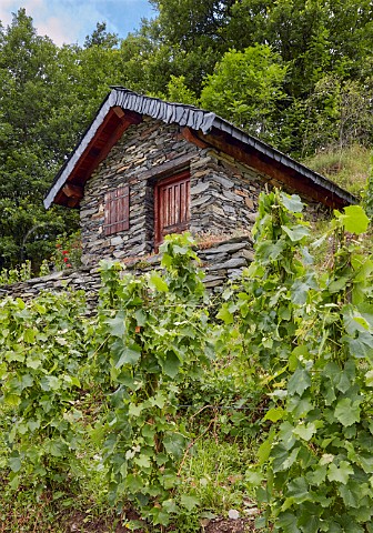 Altesse vines trained on stakes sur chalas below a restored sarto at Domaine des Ardoisires  Cvins Savoie France IGP Vin des Allobroges