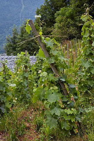 Altesse vines trained on single stakes sur chalas and tied with straw Domaine des Ardoisires Cvins Savoie France IGP Vin des Allobroges