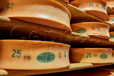 Beaufort cheese ageing at Monts et Terroirs cheese producers  La Bathie Savoie France